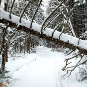 la beauté de l&#39;hiver dans les bois !