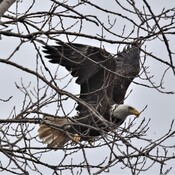 eagles in Wheatley