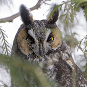Long-eared owl - Maria Barlow