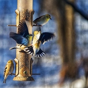American Goldfinch pecking order