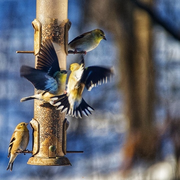 American Goldfinch pecking order