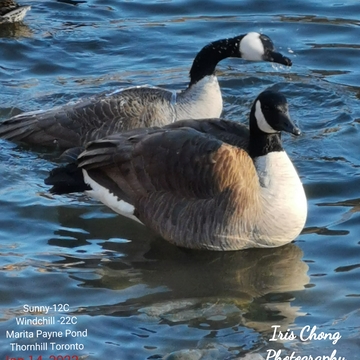 Jan 14 2022 -12C Windchill -22C Extreme cold Geese Marita Payne Pond Thornhill