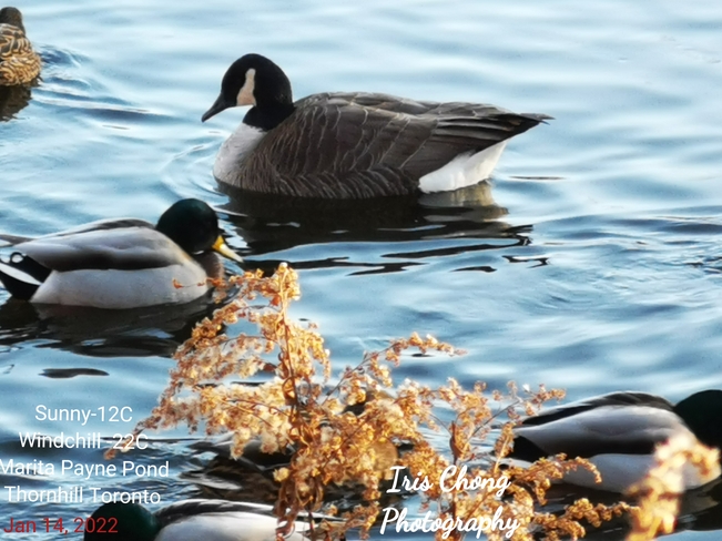 Jan 14 2022 -12C Windchill -22C Extreme cold Ducks Marita Payne Pond Thornhill Thornhill, ON