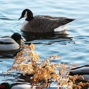 Jan 14 2022 -12C Windchill -22C Extreme cold Ducks Marita Payne Pond Thornhill