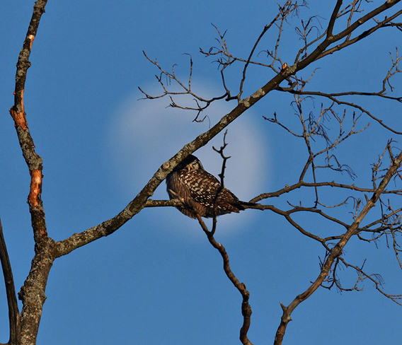 Moonrise and Hawk Owl Ottawa, ON