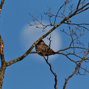 Moonrise and Hawk Owl