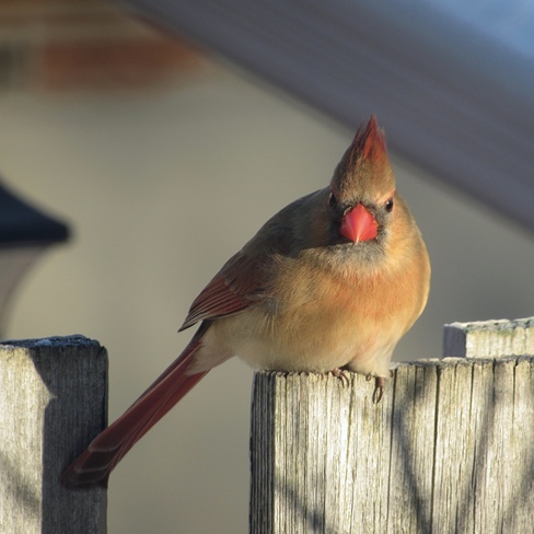 Female Northern Cardinal Cornwall, ON