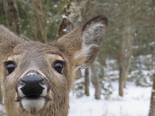 Doe a female Deer Montebello, Quebec, CA