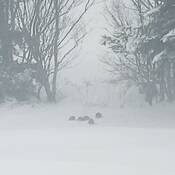 Grouse in snowstorm