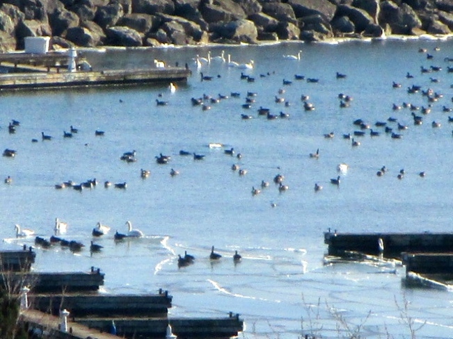 Birds at the Marina, Bronte Oakville, ON