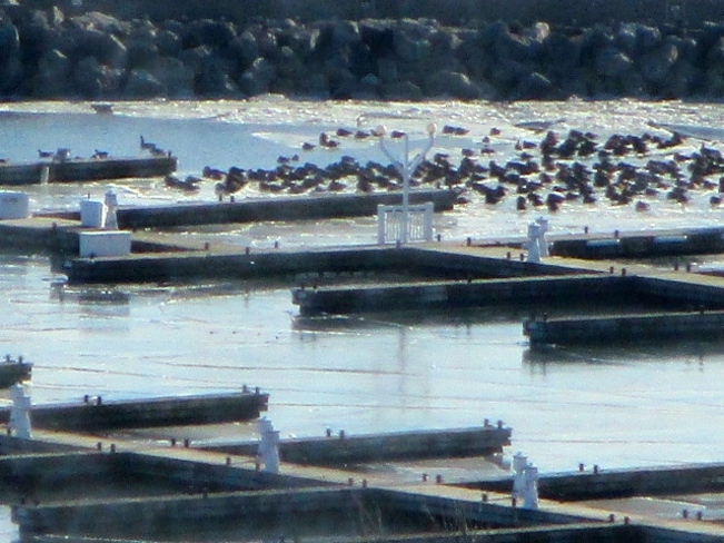 Birds at the Marina, Bronte Oakville, ON