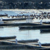 Birds at the Marina, Bronte