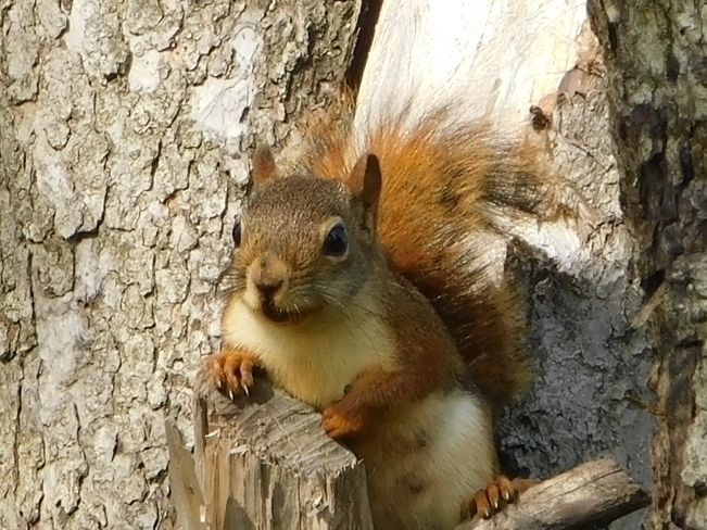 Red Squirrel Toronto, ON