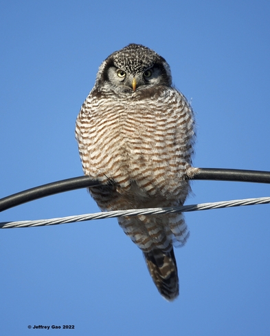 Northern Hawk Owl Gatineau, QC