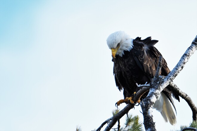 Eagle Petawawa, ON