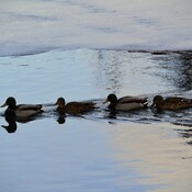 ducks in a line