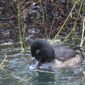 Ring-Necked Duck!!!