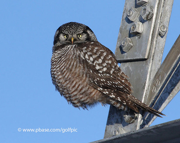 Northern Hawk Owl today Ottawa, ON