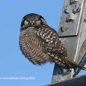 Northern Hawk Owl today