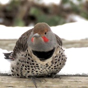 A beautiful norther flicker!