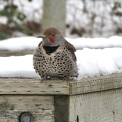 A beautiful norther flicker!