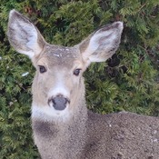 deer in my back yard