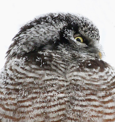 Hawk Owl near Ottawa Ottawa, ON