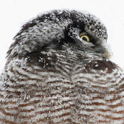 Hawk Owl near Ottawa