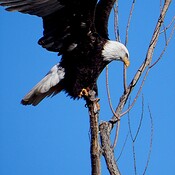 eagle on a perch