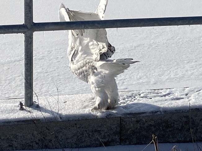 Snowy owl talking off Midland, Ontario, CA