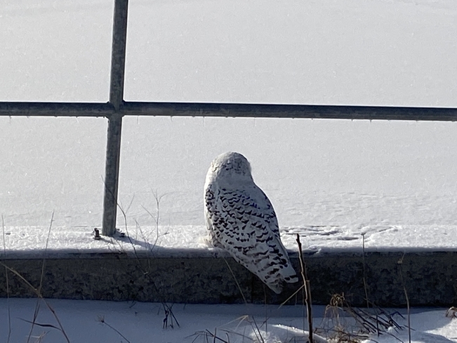 Snowy owl Midland, Ontario, CA