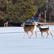 5 Deer on our frozen lake