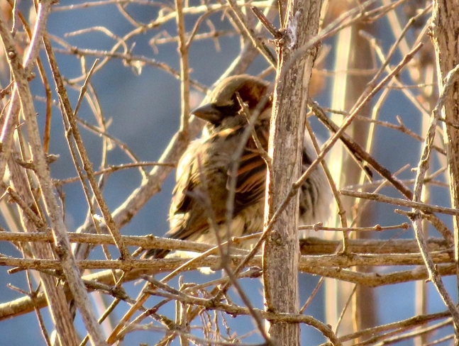 Sparrow on a limb Ottawa, Ontario, CA
