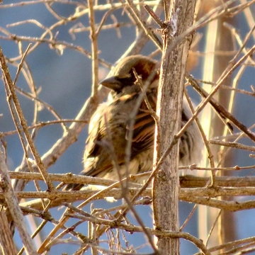 Sparrow on a limb