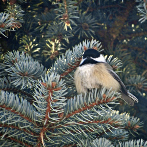 Black-capped chickadees Cornwall, ON