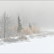 Foggy morning, Elliot Lake.