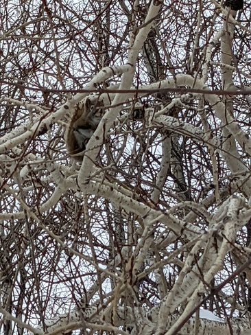 Squirrel in Brll Park Sudbury, ON