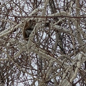Squirrel in Brll Park