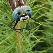 Happy dragonfly