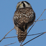 Northern Hawk Owl in Eastern Ontario
