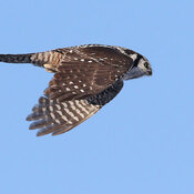 Hawk Owl in flight