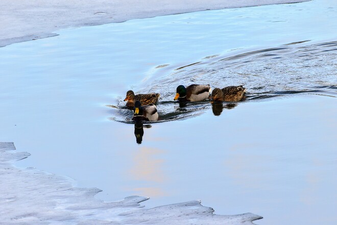 ducks Kelowna, BC