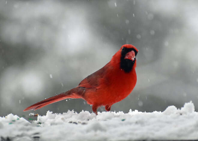 Cardinal in the snow. Cobourg, ON