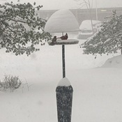 Snow Plow and birds at the feeder in the snow storm.