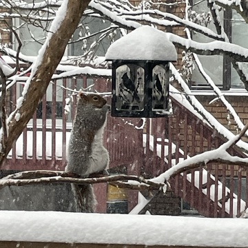 Squirrels at feeder