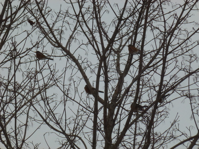 January flock of Robins Owen Sound H4JC+QM Meaford, ON, Canada