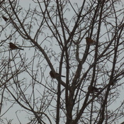 January flock of Robins Owen Sound