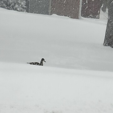 snow duck?