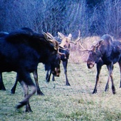 Moose meeting