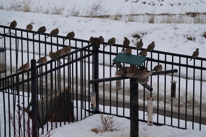 Twenty Five Mourning Doves! Upper Mission Drive, Kelowna, BC